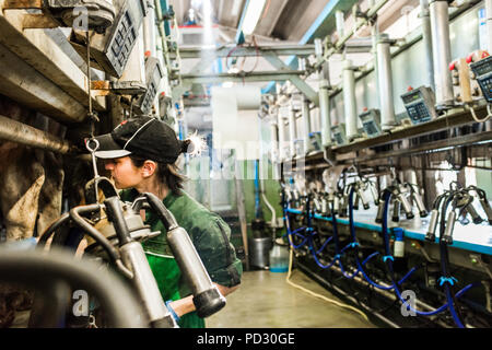 Travailleur travaillant dans la ferme laitière de traite Banque D'Images