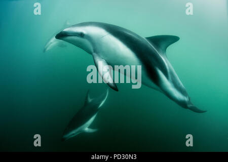 Les dauphins (Lagenorhynchus obscurus), nager sous l'eau, Kaikoura, Gisborne, Nouvelle-Zélande Banque D'Images