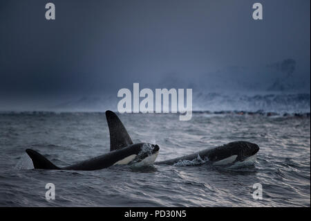 Les orques (Orcinus orca), la chasse à des fins alimentaires, Andenes, Nordland, Norvège Banque D'Images