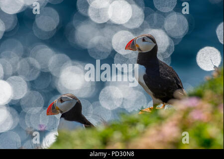 Deux macareux moine (Fratercula arctica), îles Skellig, Cahersiveen, Kerry, Irlande Banque D'Images