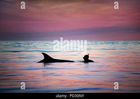 L apnée femme avec grand dauphin (Tursiops truncatus), Doolin, Clare, Irlande Banque D'Images