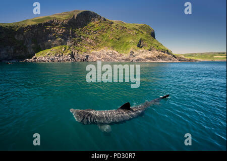 Requin pèlerin (Cetorhinus maximus), Baltimore, Cork, Irlande Banque D'Images