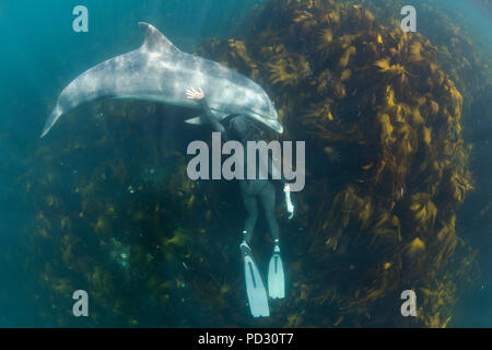 Plongée libre avec femme grand dauphin (Tursiops tronque), vue aérienne, Doolin, Clare, Irlande Banque D'Images