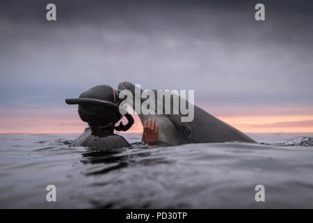 L apnée femme avec grand dauphin (Tursiops truncatus), Doolin, Clare, Irlande Banque D'Images