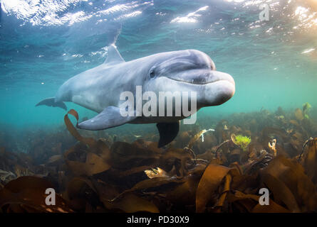 Grand dauphin (Tursiops truncatus), nager sous l'eau, Doolin, Clare, Irlande Banque D'Images