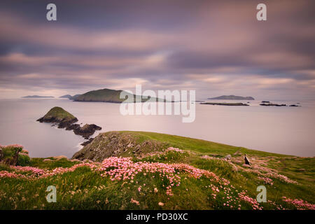 Dunmore Head et îles Blasket, Dingle, Kerry, Irlande Banque D'Images