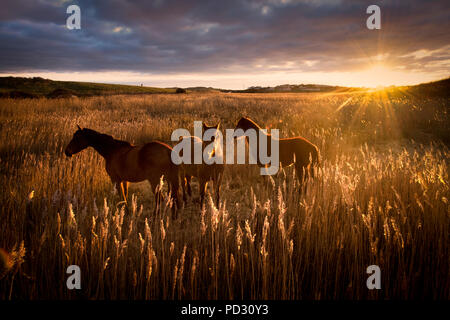 Trois chevaux dans le champ au coucher du soleil, Doolin, Clare, Irlande Banque D'Images