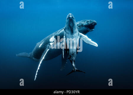 Les baleines à bosse (Megaptera novaeangliae), vue sous-marine, des Tonga, de Fidji, de l'Ouest Banque D'Images