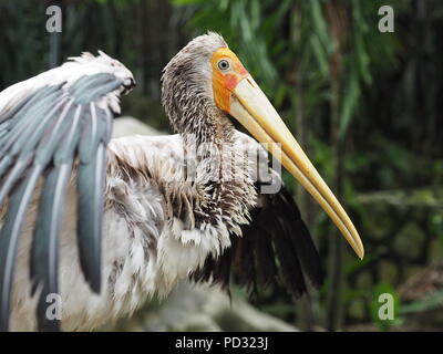 Bec jaune oiseau cigogne Banque D'Images