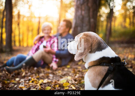 Couple avec chien en promenade dans une forêt d'automne. Banque D'Images