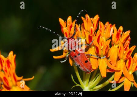 Un coléoptère rouge, Tetraopes tétrophthalmus, sur l'herbe à papillons. Banque D'Images