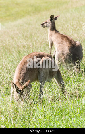 Un couple de kangourous gris de l'est féminin (Macropus giganteus) pâturage sur les prairies ouvertes près de Caloundra à Queensland, Australie Banque D'Images