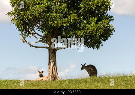 Un couple de kangourous gris de l'est féminin (Macropus giganteus) reseting sous un arbre pour l'ombre sur les prairies ouvertes près de Caloundra au Queensland, Australie Banque D'Images