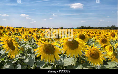 Un champ de tournesols qui poussent sur une ferme près de Spalding, dans le Lincolnshire, Angleterre, Royaume-Uni Banque D'Images