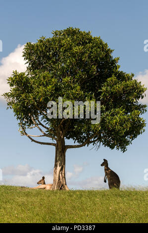 Un couple de kangourous gris de l'est féminin (Macropus giganteus) reseting sous un arbre pour l'ombre sur les prairies ouvertes près de Caloundra au Queensland, Australie Banque D'Images