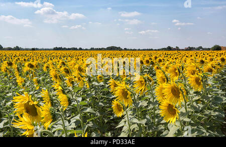 Un champ de tournesols qui poussent sur une ferme près de Spalding, dans le Lincolnshire, Angleterre, Royaume-Uni Banque D'Images