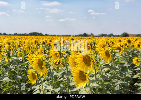 Un champ de tournesols qui poussent sur une ferme près de Spalding, dans le Lincolnshire, Angleterre, Royaume-Uni Banque D'Images