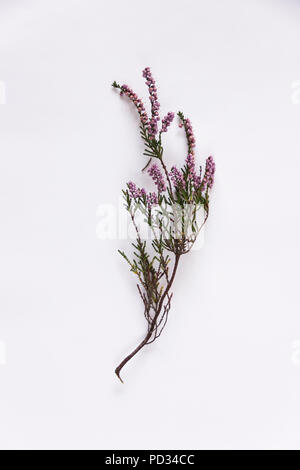 Purple heather (Erica, Calluna) twig isolé sur fond blanc Banque D'Images