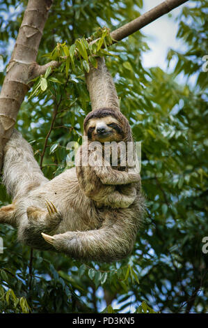 Trois-toed Sloth, Bradypus variegatus, la mère et les jeunes, dans la forêt tropicale au bord du lac Gatun, République du Panama. Banque D'Images