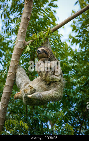 Panama faune avec un Sloth à trois doigts, Bradypus variegatus, mère et jeune, dans la forêt tropicale à côté du lac Gatun, République du Panama. Banque D'Images
