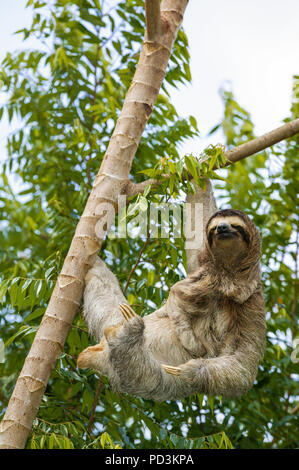 Trois-toed Sloth, Bradypus variegatus, la mère et les jeunes, dans la forêt tropicale au bord du lac Gatun, République du Panama. Banque D'Images