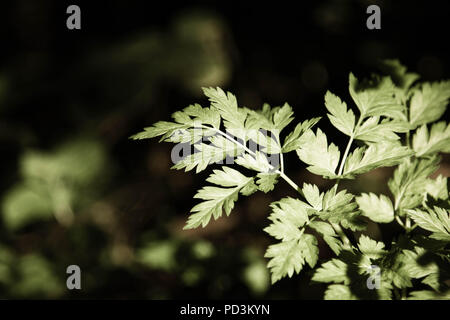 Mise en page créative faite de feuilles vertes. Mise à plat. Arrière-plan de la nature. Banque D'Images