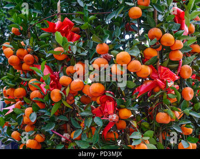 Kumquats et fruits. Le kumquat est doit avoir des arbres en vietnamien le Nouvel An lunaire. Banque D'Images