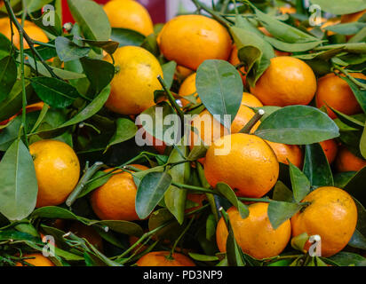 Kumquats et fruits. Le kumquat est doit avoir des arbres en vietnamien le Nouvel An lunaire. Banque D'Images