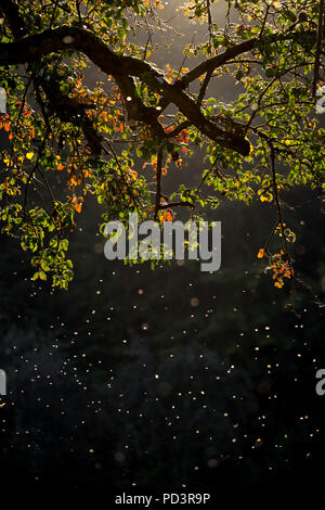 Coucher du soleil avec la direction générale des feuillages colorés entouré par des moustiques dans l'avant du fond sombre Banque D'Images