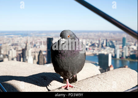 Pigeon de ville reposant sur un bord du toit de l'Empire State Building, avec la vue de Manhattan, l'East River side et Long Island City derrière Banque D'Images