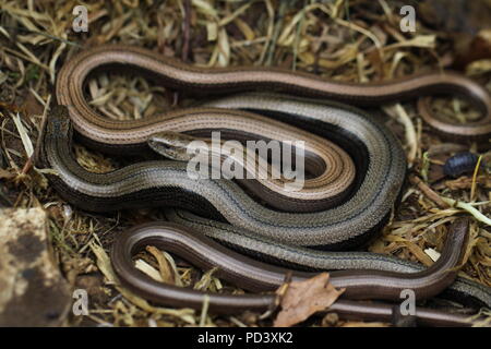 Un groupe de ralentir les vers (Anguis fragilis) photographié au Royaume-Uni en 2011. Banque D'Images