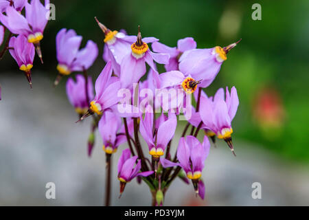 France, Hautes Alpes, Villar d'Arêne, le jardin botanique alpin du Lautaret, shooting star (Dodecatheon trandafirilor) Banque D'Images