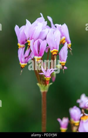 France, Hautes Alpes, Villar d'Arêne, le jardin botanique alpin du Lautaret, shooting star (Dodecatheon trandafirilor) Banque D'Images