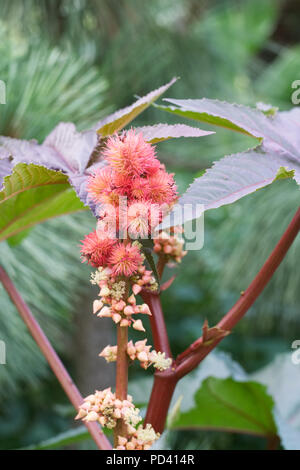 Ricinus communis 'Impala' fleurs. Banque D'Images