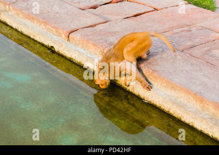 Un temple sacré singe dans l'eau de la piscine en face de l'monument Taj Mahal à Agra, en Inde. Banque D'Images