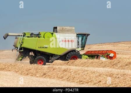 Rendmt Lexion moissonneuse-batteuse de classe 740 Coupe du blé, de Bawdsey, Suffolk, UK. Banque D'Images