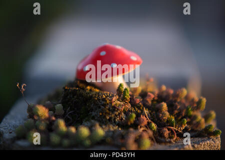 Gros plan de champignon rouge Banque D'Images