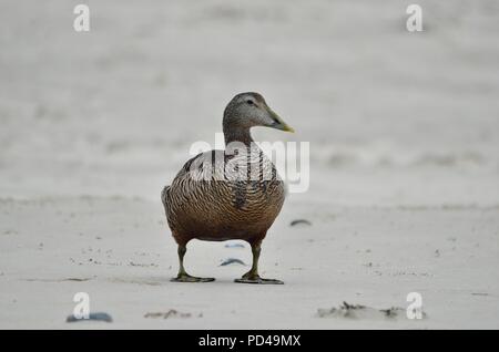 Somateria mollissima, eider commun, Eiderente, Helgoland, mer du Nord, Nordsee, allemagne, Deutschland Banque D'Images