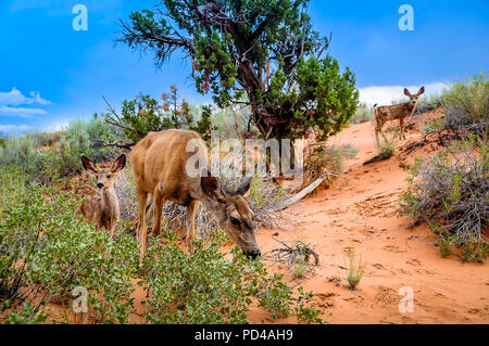 Famille de cerfs dans Arches National Park Banque D'Images