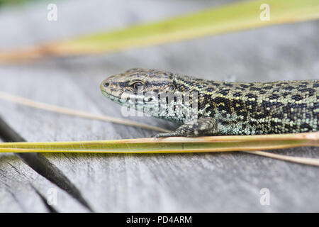 Lézard vivipare ou commun (Zootoca vivipara) Banque D'Images