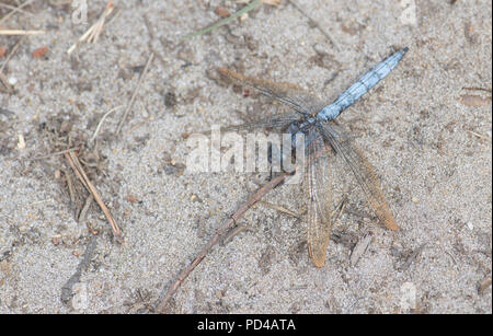 Skimmer carénées mâle (Orthetrum coerulescens) Banque D'Images