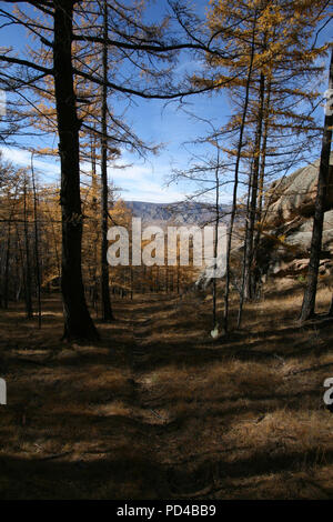 Paysage avec des arbres dans le parc national de Gorkhi-Terelj, Mongolie Banque D'Images