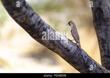 Bird Philetairus socius, Namibie Banque D'Images