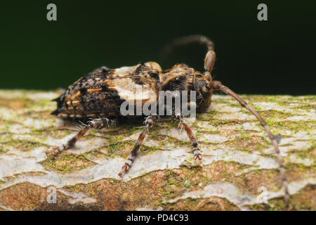 Petit Longicorne à pointe d'épine (Agapanthia hispidus) on tree branch. Tipperary, Irlande Banque D'Images