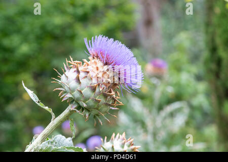 Cynara cardunculus. Artichaut Cardon / la floraison en juillet. UK Banque D'Images