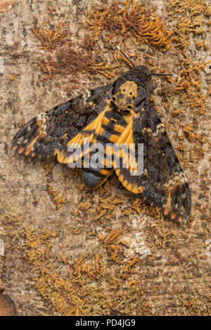 Acherontia atropos, animal, insecte, Papillon, Hawk Moth, la Suisse, la tête de mort africaine sphynx Banque D'Images