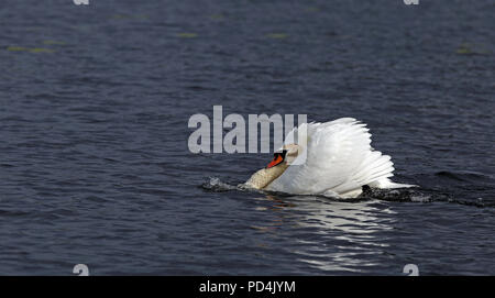 Angry Swan Mute (Cygnus olor) / ailes de cygne Banque D'Images