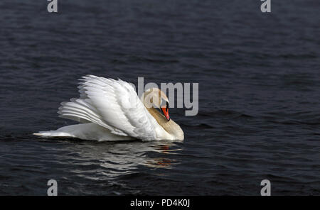 Angry Swan Mute (Cygnus olor) / ailes de cygne Banque D'Images