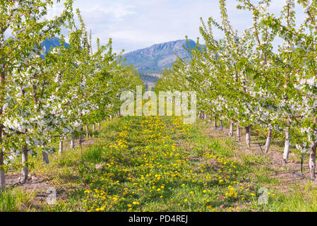 Vue vers le bas rangée de pommiers en fleurs au verger avec des fleurs de pissenlit dans l'herbe et montagnes en arrière-plan Banque D'Images