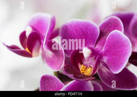 Une macro photo d'une belle orchidée magenta vibrant violet, avec un centre jaune, exemplaire de l'espace sur la gauche Banque D'Images